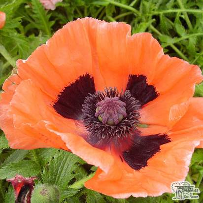 Buy Papaver orientale (Oriental Poppy) online from Jacksons Nurseries