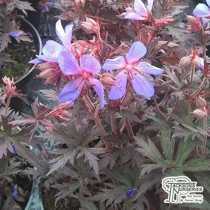 Buy Geranium pratense 'Black Beauty' (Meadow Cranesbill) online from Jacksons Nurseries.