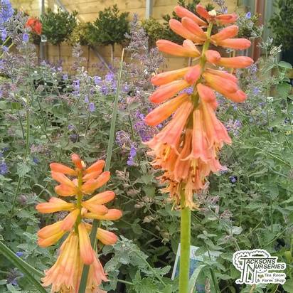Buy Kniphofia uvaria 'Red Rocket' (Red Hot Poker) online from Jacksons Nurseries.