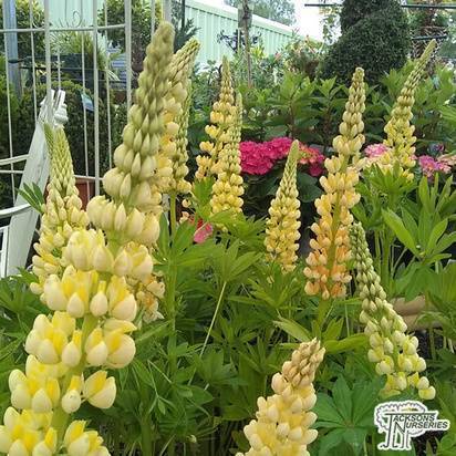 Buy Lupinus ‘West Country Desert Sun’ (West country Lupin) online from Jacksons Nurseries.