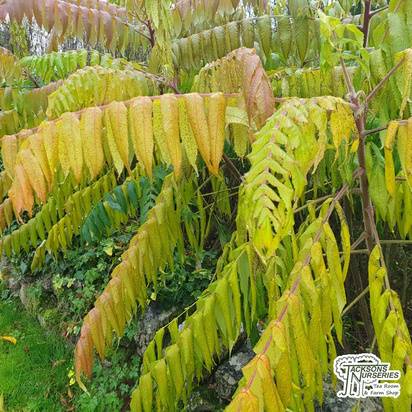 Buy Rhus typhina Dissecta (Cut Leaf Stag's Horn Sumach) online from Jacksons Nurseries.