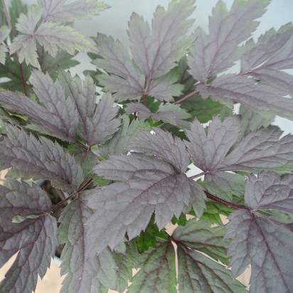 Buy Actaea 'Chocoholic' online from Jacksons Nurseries. Guaranteed best value, low prices, fast delivery, special offers.