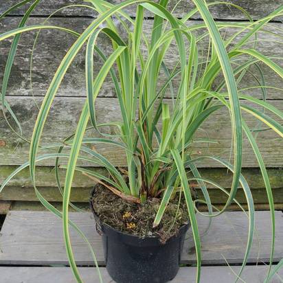 Buy Carex trifida Rekohu Sunrise (Sedge) online from Jacksons Nurseries.