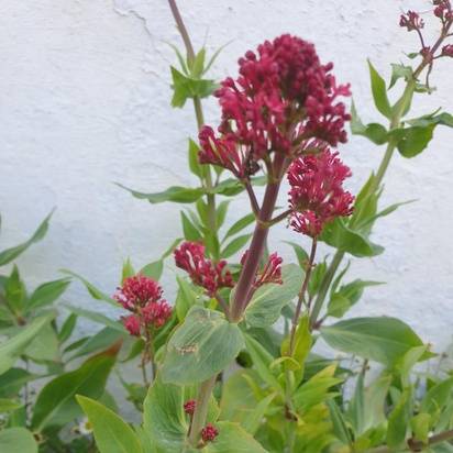 Buy Centranthus ruber Coccineus online from Jacksons Nurseries