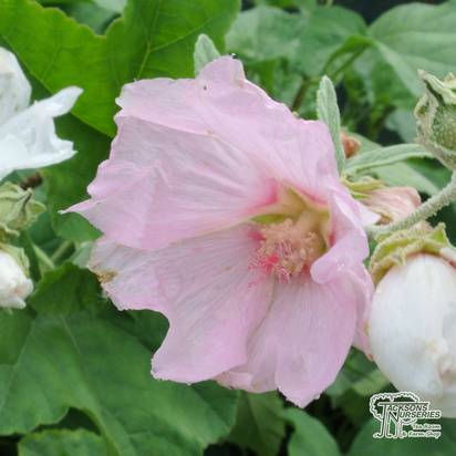 Buy Lavatera x clementii Rosea (Tree Mallow) online from Jacksons Nurseries.