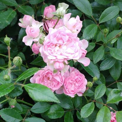 Buy Rosa The Fairy (Polyantha shrub) online from Jacksons Nurseries.