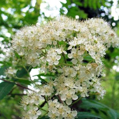Buy Sorbus aucupari (Moutain Ash) online from Jacksons Nurseries for UK delivery.