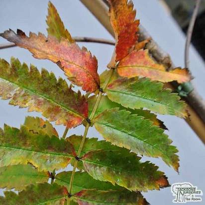 Buy Sorbus aucupari (Moutain Ash) online from Jacksons Nurseries for UK delivery.
