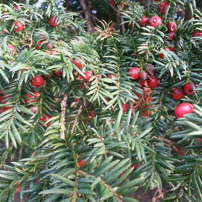 Buy yew hedging plants online from Jacksons Nurseries.