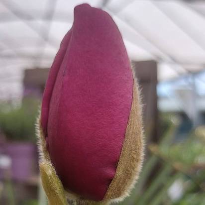 Buy Magnolia 'Black Tulip' online from Jacksons Nurseries.