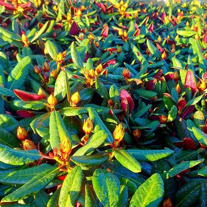 Buy Rhododendron ‘Wine and Roses’ online from Jacksons Nurseries.