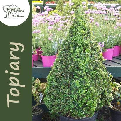 Buy Buxus sempervirens Pyramid (Pyramid Box) online from Jacksons Nurseries