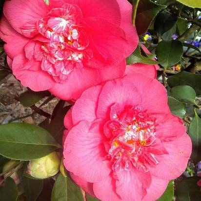 Buy Camellia japonica Red (Camellia) online from Jacksons Nurseries.