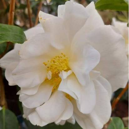 Buy Camellia japonica White (Camellia) online from Jacksons Nurseries.