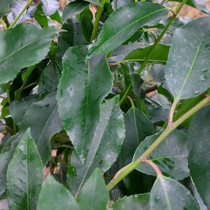 Buy Prunus lusitanica (Portuguese Laurel) online from Jacksons Nurseries.