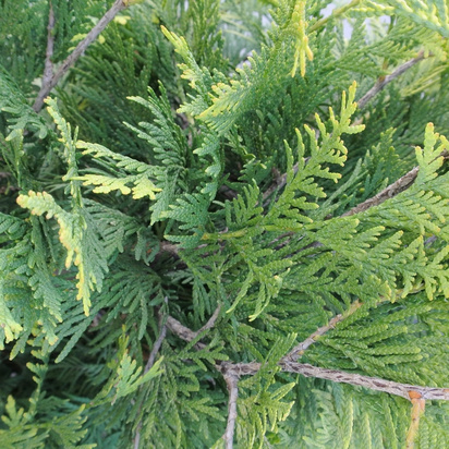 Buy Thuja occidentalis Sunkist (White Cedar) online from Jacksons Nurseries.