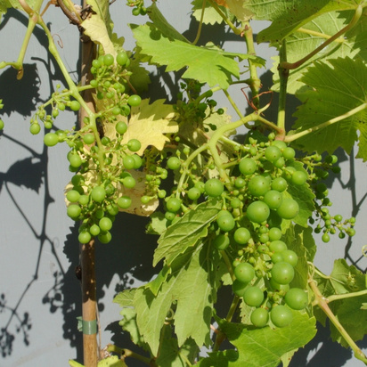Buy Grape 'Sauvignon Blanc' online from Jacksons Nurseries.