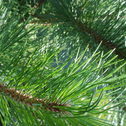 Buy Pinus nigra nigra (Austrian pine, Black Pine) online from Jacksons Nurseries.