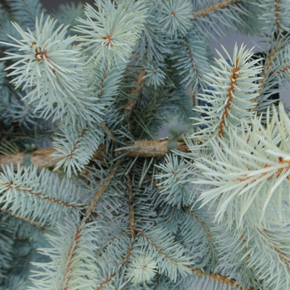 Buy Picea pungens Blue Diamond/Super Blue (Blue Spruce) online from Jacksons Nurseries.