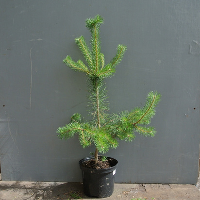 Buy Pinus sylvestris (Scots Pine) online from Jacksons Nurseries.