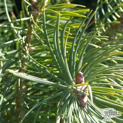 Buy Abies Concolor (White Fir) online from Jackson's Nurseries