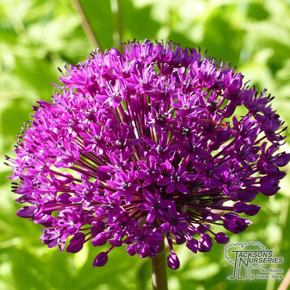 Buy Allium 'Purple Sensation'  online from Jacksons Nurseries.
