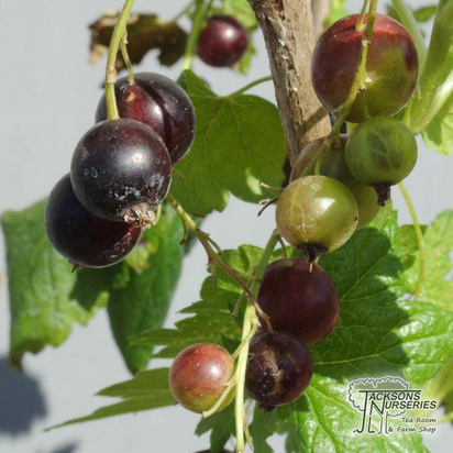 Buy Blackcurrant - Ribes nigrum Ben Connan online from Jacksons Nurseries.