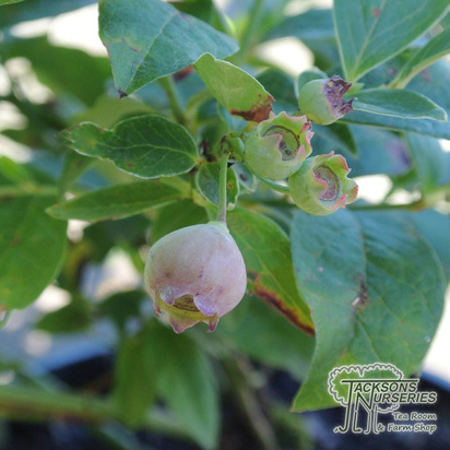 Buy Blueberry - Vaccinium corymbosum 'pink bonbons' online from Jacksons Nurseries.