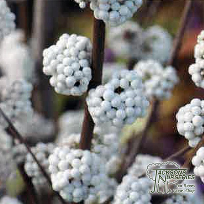 Buy Callicarpa magical snowstar (Beauty Berry) online from Jacksons Nurseries.