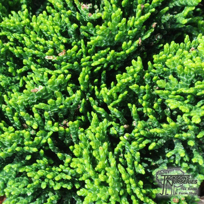 Buy Chamaecyparis obtusa Nana Gracilis (Hinoki Cypress) online from Jacksons Nurseries.
