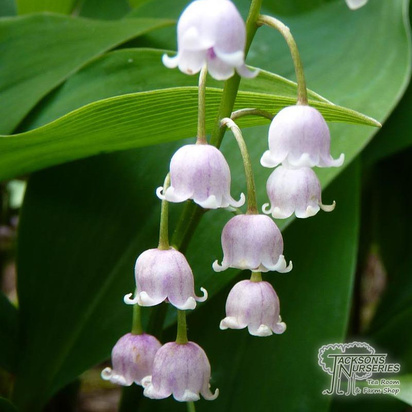 Buy Convallaria majalis Rosea (Lily of the Valley) online from Jacksons Nurseries.