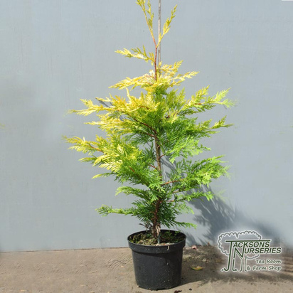 Buy Gold Rider Cypress conifer plants online from Jacksons Nurseries.