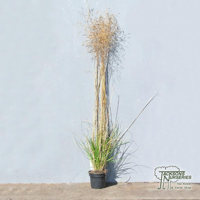 Buy Deschampsia cespitosa Goldschleier (Tufted Hair Grass) online from Jacksons Nurseries.