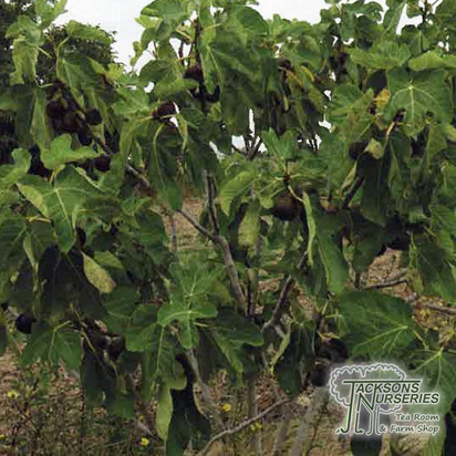 Buy Fig - Ficus 'Rouge De Juillet' online from Jacksons Nurseries.
