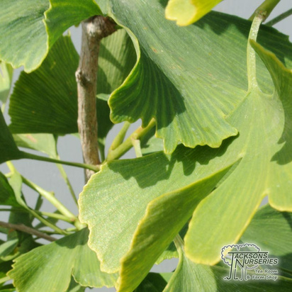 Buy Ginkgo biloba 'Autumn Gold' (Maidenhair Tree) online from Jacksons Nurseries.