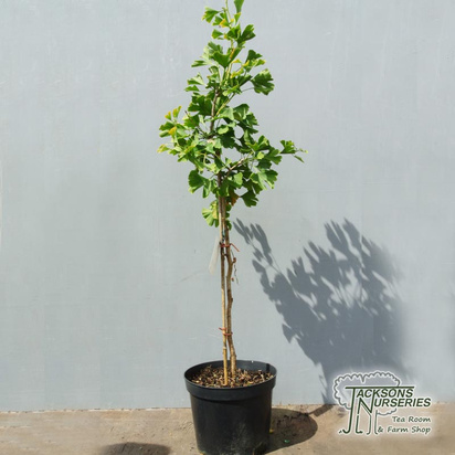 Buy Ginkgo biloba 'Autumn Gold' (Maidenhair Tree) online from Jacksons Nurseries.