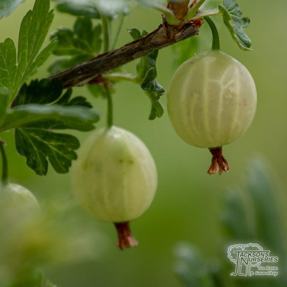 Buy Gooseberry - Ribes uva-crispa 'Leveller' online from Jacksons Nurseries.