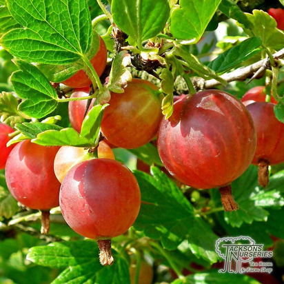 Buy Gooseberry - Ribes uva-crispa 'Pax' online from Jacksons Nurseries.