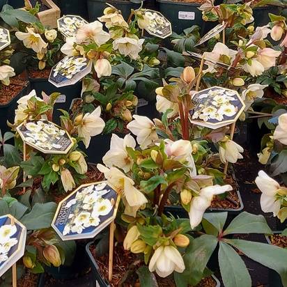Buy Helleborus Ice n Roses white (Hellebore) online from Jacksons Nurseries.