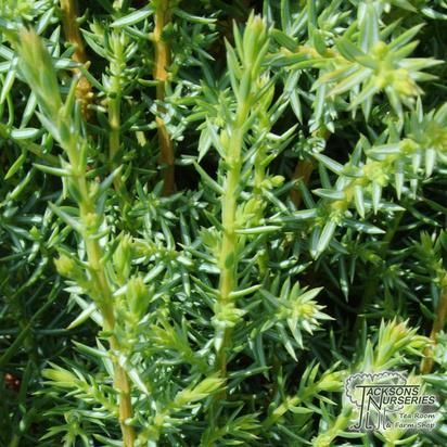 Buy Juniperus communis Compressa (Common Juniper) online from Jacksons Nurseries.