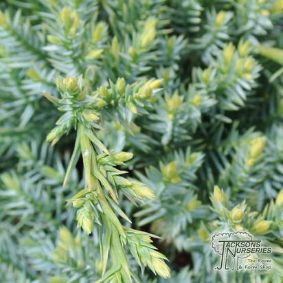 Buy Juniperus squamata Holger (Holger Juniper) online from Jacksons Nurseries.