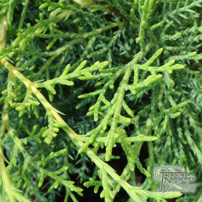Buy Juniperus x pfitzeriana Old Gold (Juniper Old Gold) online from Jacksons Nurseries.