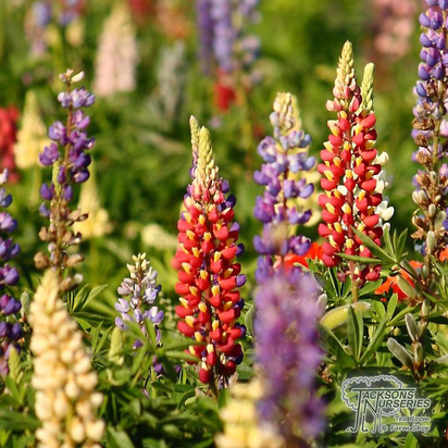 Buy Lupinus ‘Russell Hybrid Mixed’ (Hybrid Mixed) online from Jacksons Nurseries.