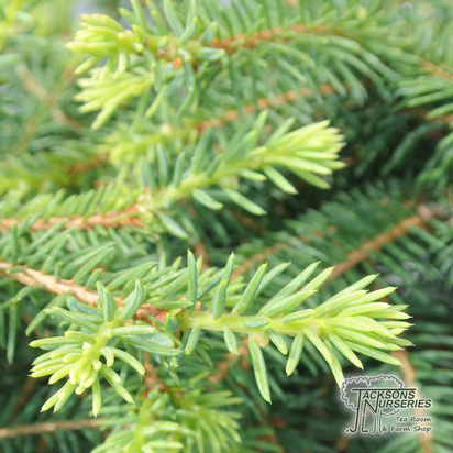 Buy Picea abies 'Nidiformis' online from Jackson's Nurseries.