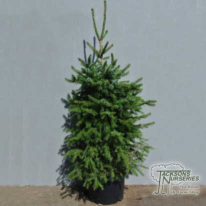 Buy Picea Omorika online from Jackson's Nurseries.