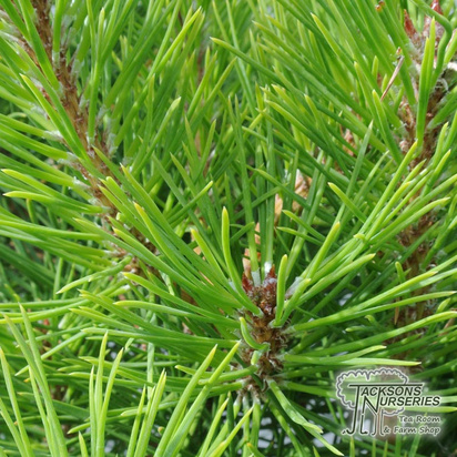 Buy  Pinus Austriaca Nana  (Arolla Pine) online from Jacksons Nurseries.