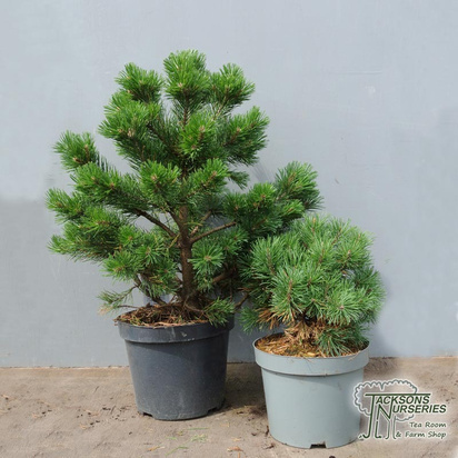 Buy Pinus mugo 'Gnom' (Mountain Pine) online from Jacksons Nurseries.