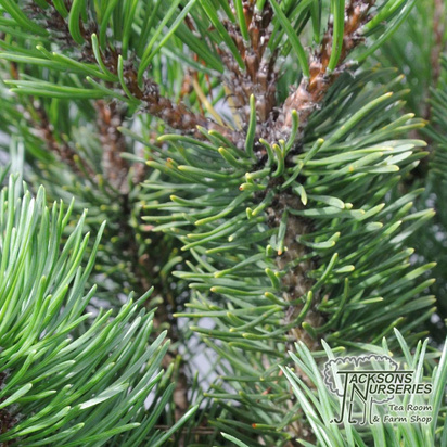 Buy Pinus mugo 'Mops' (mops) online from Jacksons Nurseries.