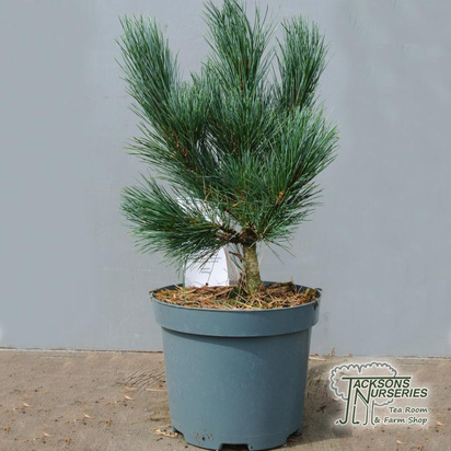 Buy Pinus mugo 'Mops' (mops) online from Jacksons Nurseries.