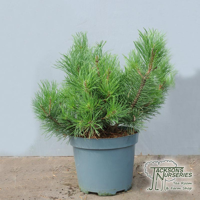 Buy Pinus mugo Pumilio online from Jacksons Nurseries.